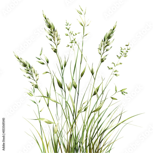 Realistic meadow grass, wildflower element, finely detailed, soft green hues, isolated on white background transparent background © Thitiphan