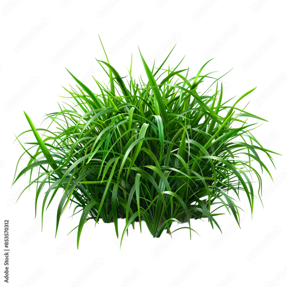 Realistic lawn grass, backyard element, highly detailed, rich green, isolated on white background transparent background Realistic lawn grass, backyard element, highly detailed, rich green, isolated on white background transparent background