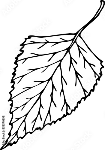 Hand drawn vector illustration of birch leaf in line art style isolated on a white background.