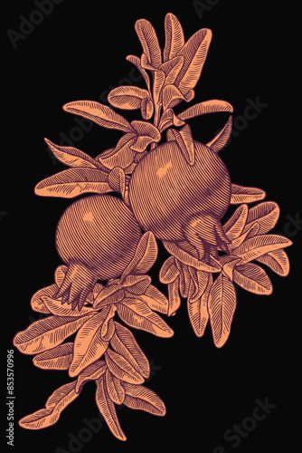 Pomegranate fruits on a branch. Editable hand drawn illustration. Vector vintage engraving. Isolated on black background. 8 EPS
