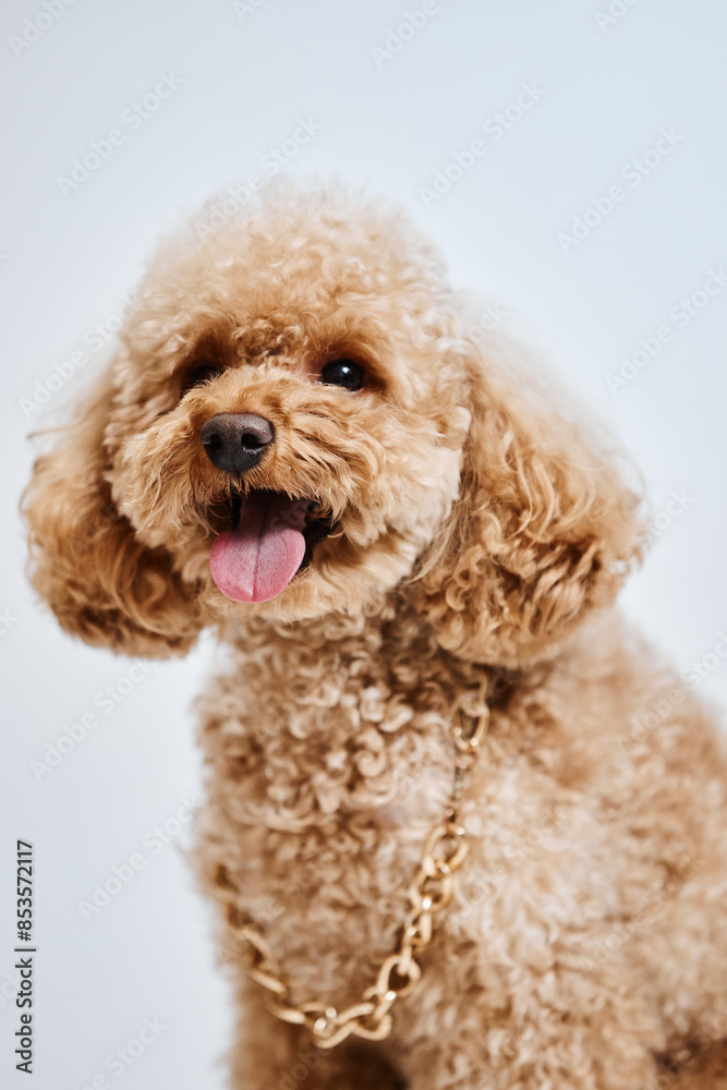 Vertical portrait of cute curly haired puppy looking happy with tongue out in studio against white Vertical portrait of cute curly haired puppy looking happy with tongue out in studio against white