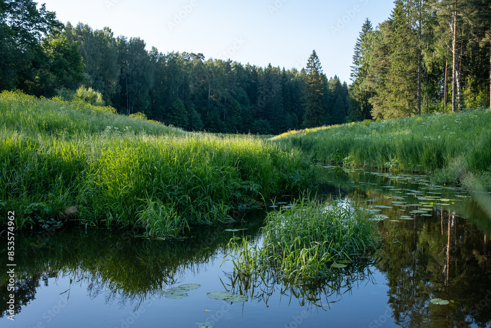 European summer landscape at golden hour. A beautiful river with tall green grass on the banks. A small river among a mixed forest with pine and birch trees. Peaceful landscape. Perfect reflection. European summer landscape at golden hour. A beautiful river with tall green grass on the banks. A small river among a mixed forest with pine and birch trees. Peaceful landscape. Perfect reflection.