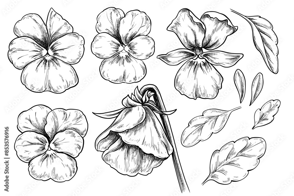 Fototapeta premium Viola Pansy flowers set vintage vector illustration 