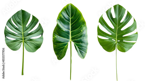 green leaves isolated on white