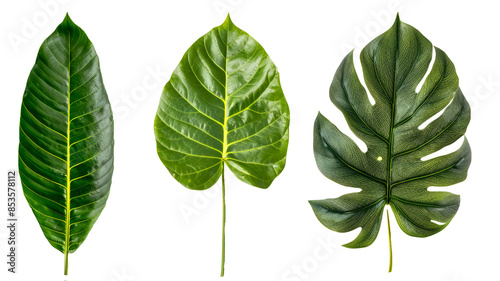green leaves isolated on white background