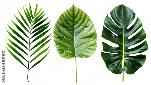 green leaf isolated on white background