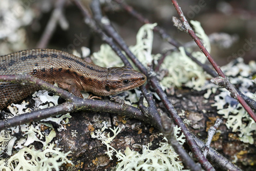 A Common Lizard, Zootoca vivipara, warming itself on a log pile in springtime.