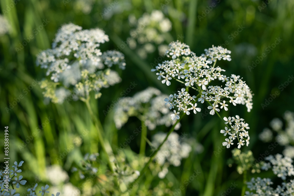 Beautiful white flowers on a blurred natural green background. Meadow white flowers. Tiny white flowers on a tall stem among green grass. White flowers at golden hour. Beautiful white flowers on a blurred natural green background. Meadow white flowers. Tiny white flowers on a tall stem among green grass. White flowers at golden hour.