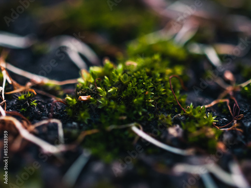 moss on the ground photo
