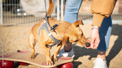 Hund in Hundeschule steht auf Balancebrett und bekommt zur Belohnung Leckerli