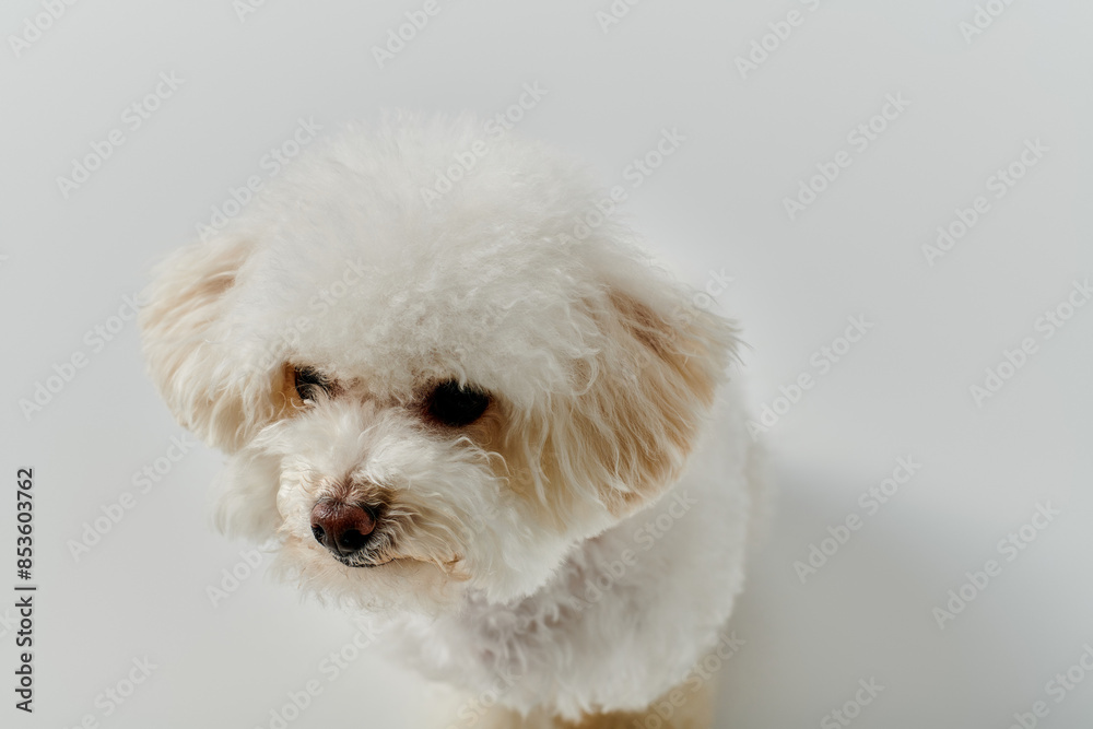 Small white dog calmly seated on a bright white floor. Small white dog calmly seated on a bright white floor.