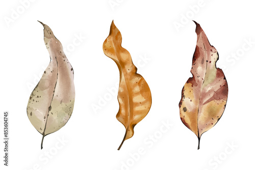 Set of autumn watercolour leaves. Autumn decorative objects. Dry botanicals clip art