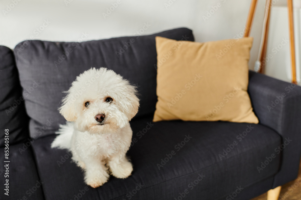 A small white dog, identified as a bichon frise, sits comfortably on a sleek black couch. A small white dog, identified as a bichon frise, sits comfortably on a sleek black couch.
