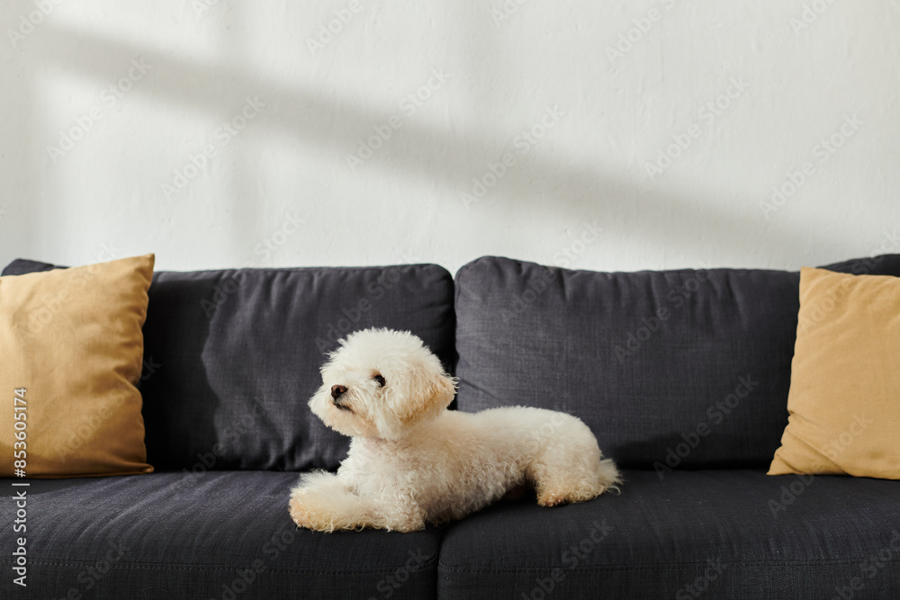 Small white dog peacefully lays on black couch. Small white dog peacefully lays on black couch.