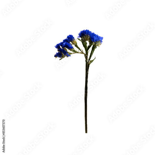 Purple Limonium. Dried flowers. Statice sinuata photo