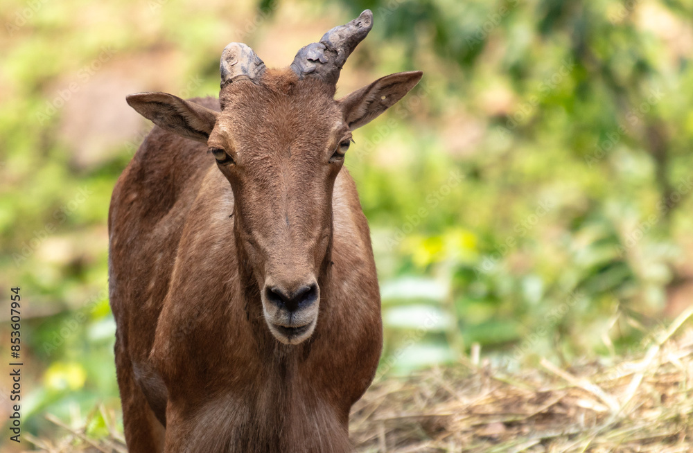 Portrait of a goat in the park Portrait of a goat in the park
