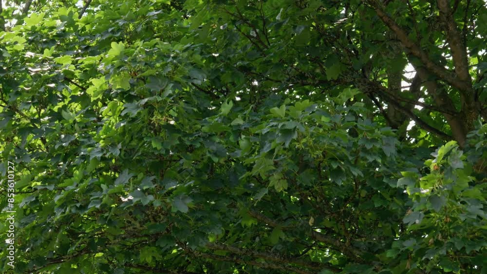 Close up of the leaves and seeds of the sycamore tree, video shot in mid summer in the UK Close up of the leaves and seeds of the sycamore tree, video shot in mid summer in the UK