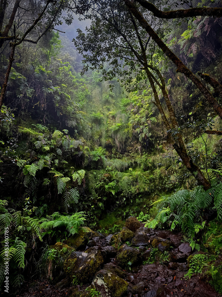 Natural wall of plants in green forest with stones and fog Natural wall of plants in green forest with stones and fog