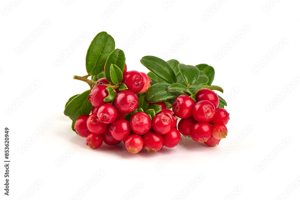 Lingonberry with leaves, isolated on white background. Lingonberry with leaves, isolated on white background.