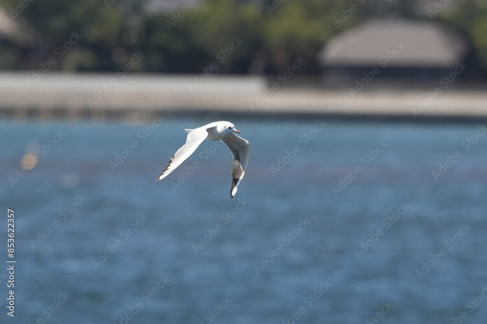 black headed gull in flight black headed gull in flight