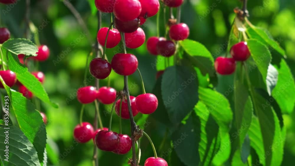 Cherry Tree with Ripe Berries Fruits Swaying in Wind. Ripe Cherries Hanging from a Cherry Tree Branch. Sweet Red Cherries fruits Cherry Tree with Ripe Berries Fruits Swaying in Wind. Ripe Cherries Hanging from a Cherry Tree Branch. Sweet Red Cherries fruits