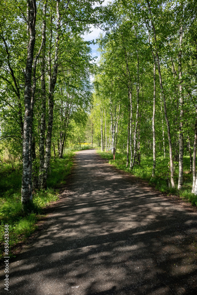 a path passing through a birch forest in Liminka Bay, Finland a path passing through a birch forest in Liminka Bay, Finland
