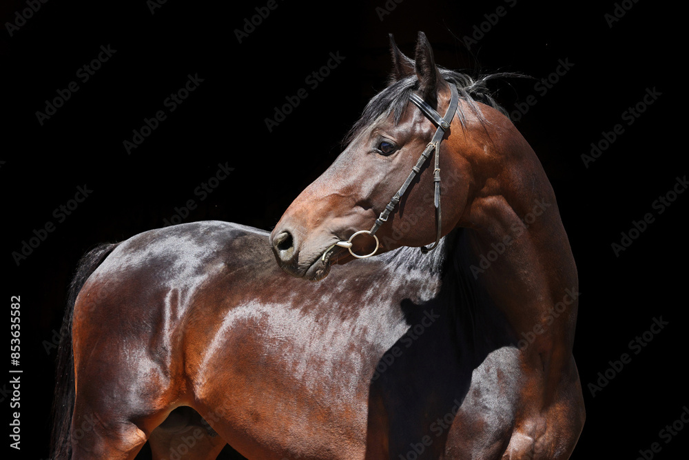 Portrait of beautiful thoroughbred dressage horse