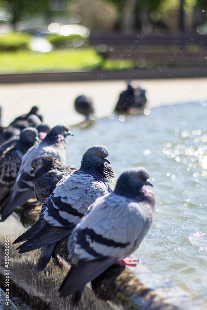 Fototapeta premium City birds leisurely drink water from fountain with beaks and wings spread