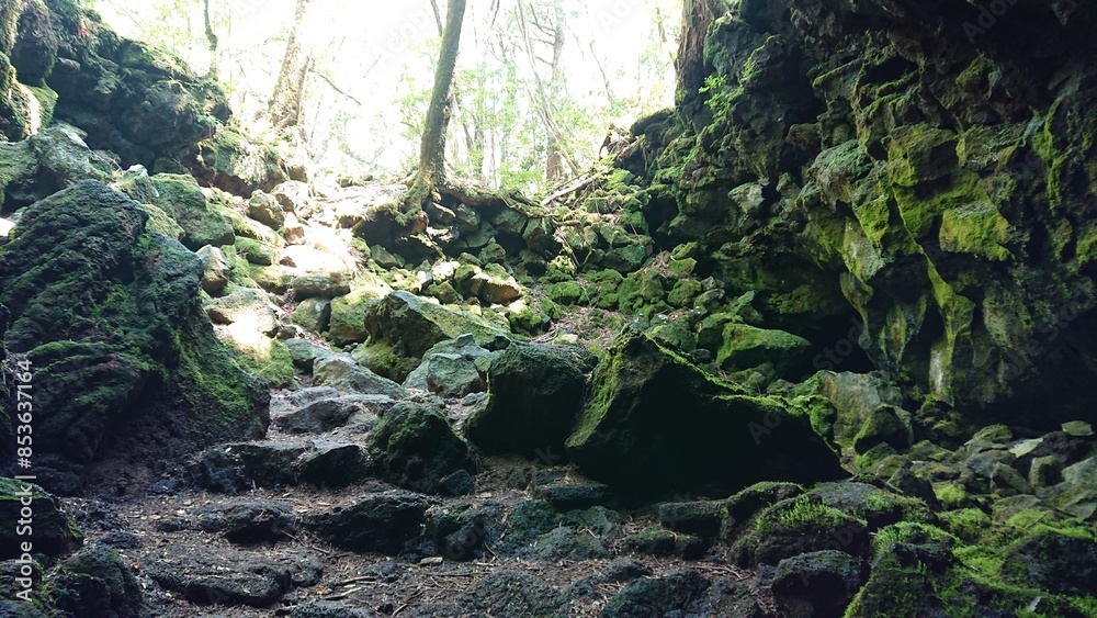 Obraz premium 青木ヶ原樹海