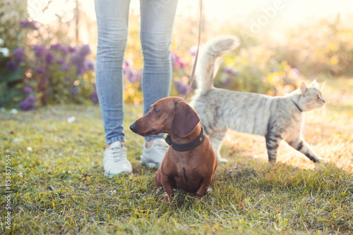 Fotografie dachshund and cat on a walk with his owner in a sunny summer park