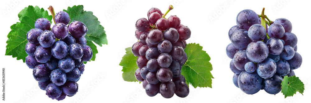 Bunches of fresh purple and red grapes with green leaves, isolated on Transparent Background Perfect for food, wine, and healthy lifestyle themes. Bunches of fresh purple and red grapes with green leaves, isolated on Transparent Background Perfect for food, wine, and healthy lifestyle themes.
