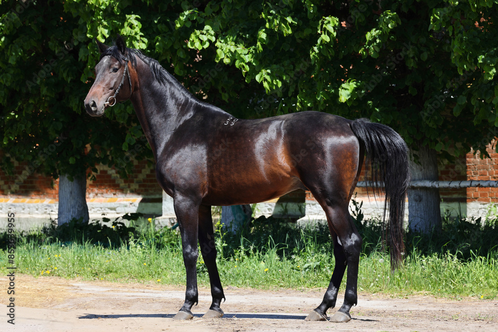 Thoroughbred young horse posing against summer farm