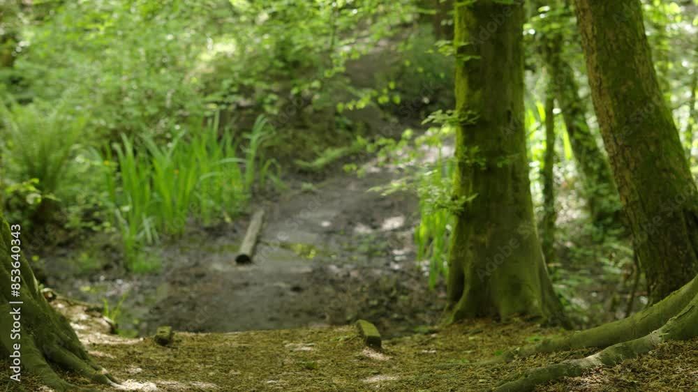 Sideways Tracking Shot Through Nature Forest with Path with Green Leafs and Bushes Sideways Tracking Shot Through Nature Forest with Path with Green Leafs and Bushes