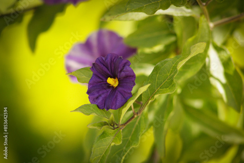 Lycianthes rantonnetii (blue potato bush) photo