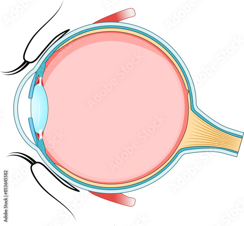 Eye anatomy. Cross section of a Human eyeball.