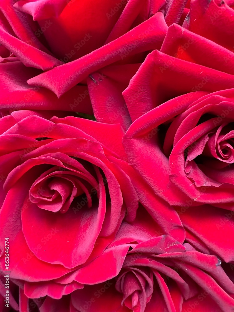 red roses background red roses background