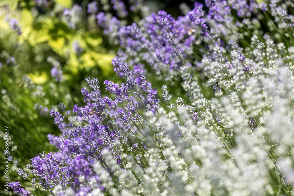 Lavender flower background with purple colors Lavender flower background with purple colors