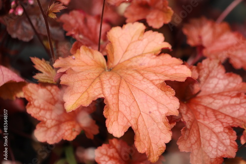 Photography Heuchera. Blooming heuchera leaves in the garden.