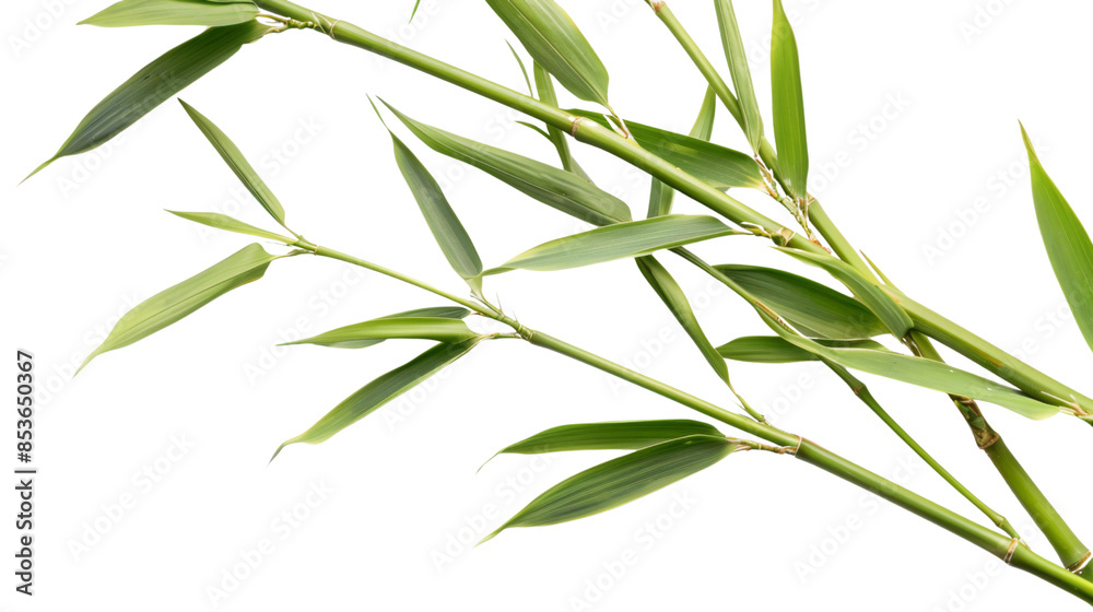 Obraz premium Bamboo reed leaf on white background