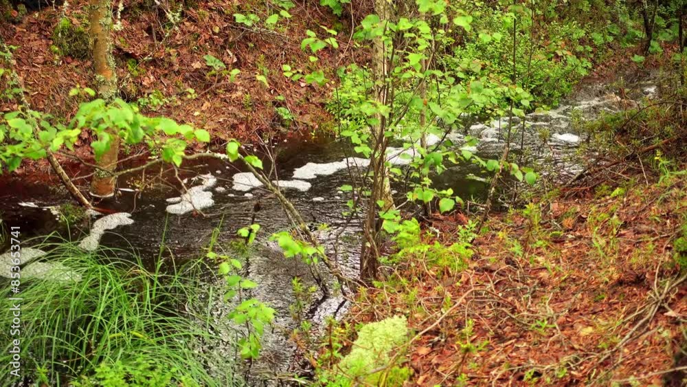 Swamp Viru Raba in Estonia
