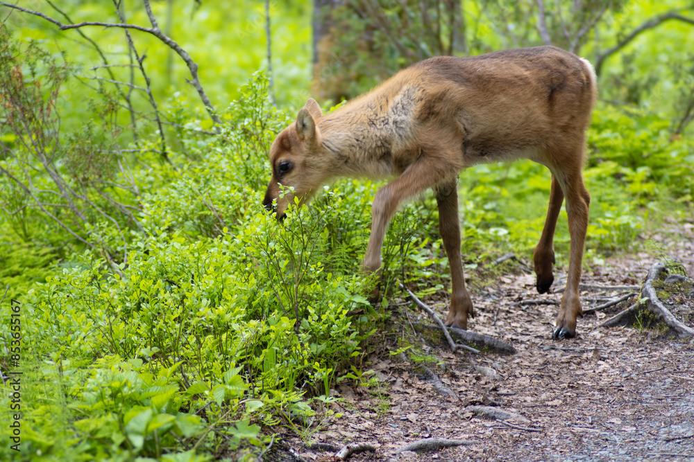 Rentier Kalb Renkalb auf der Suche nach Nahrung im Wald in Finnland Rentier Kalb Renkalb auf der Suche nach Nahrung im Wald in Finnland