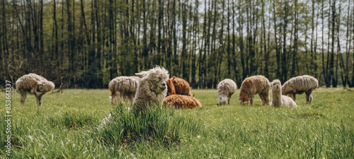 Alpacas graze in the spring meadow high in the mountains. photo