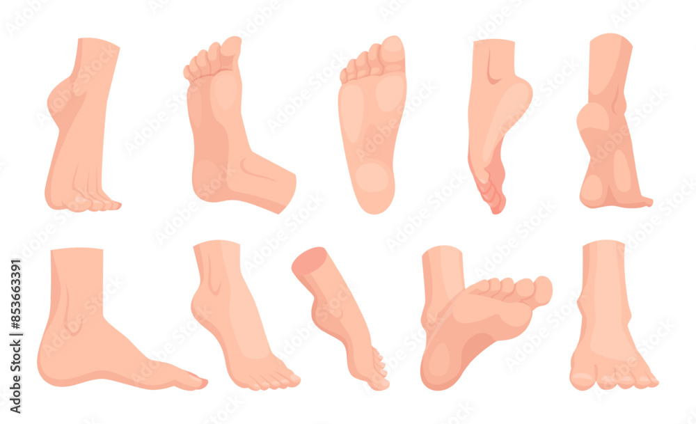 Human foot. People anatomy illustration barefoot walking legs exact vector pictures of different viewpoints of feet Human foot. People anatomy illustration barefoot walking legs exact vector pictures of different viewpoints of feet