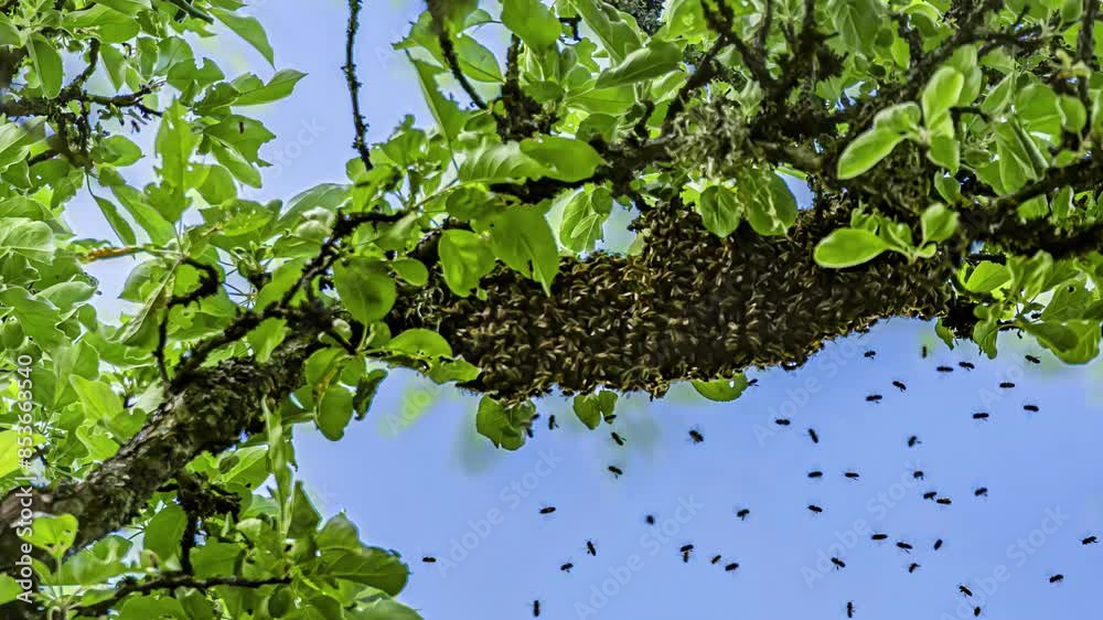 Bees split the hive with the queen to a nearby tree branch - time lapse Bees split the hive with the queen to a nearby tree branch - time lapse