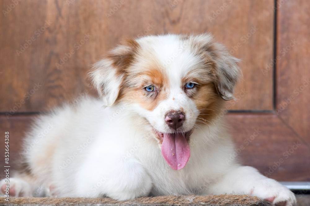 Red merle Australian Shepherd puppy against the background of a wooden house door Red merle Australian Shepherd puppy against the background of a wooden house door