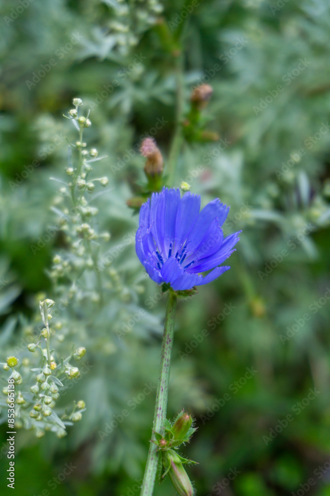 Fototapeta premium Bright blue chicory flower in front of green grass. Cichorium intybus