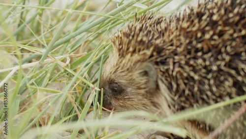 The hedgehog found strawberries in the garden and hastily eats the fruit. A funny muzzle chews a berry in the garden. photo