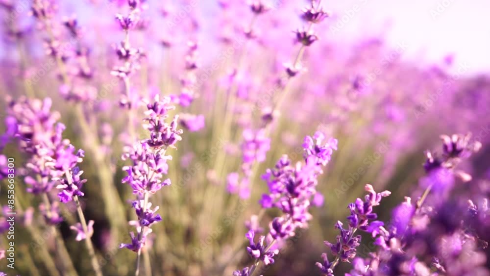 Lavender fields with fragrant purple flowers bloom at sunset. Lush lavender bushes in endless rows. Organic Lavender Oil Production in Europe. Garden aromatherapy. Slow motion, close up Lavender fields with fragrant purple flowers bloom at sunset. Lush lavender bushes in endless rows. Organic Lavender Oil Production in Europe. Garden aromatherapy. Slow motion, close up