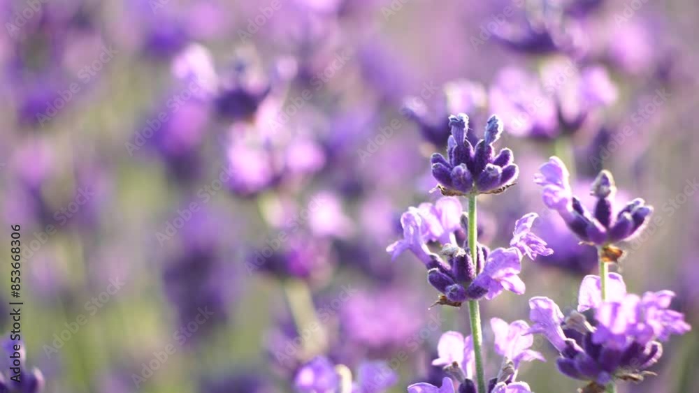 Lavender fields with fragrant purple flowers bloom at sunset. Lush lavender bushes in endless rows. Organic Lavender Oil Production in Europe. Garden aromatherapy. Slow motion, close up Lavender fields with fragrant purple flowers bloom at sunset. Lush lavender bushes in endless rows. Organic Lavender Oil Production in Europe. Garden aromatherapy. Slow motion, close up