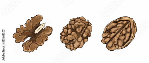 Walnuts set isolated on white background